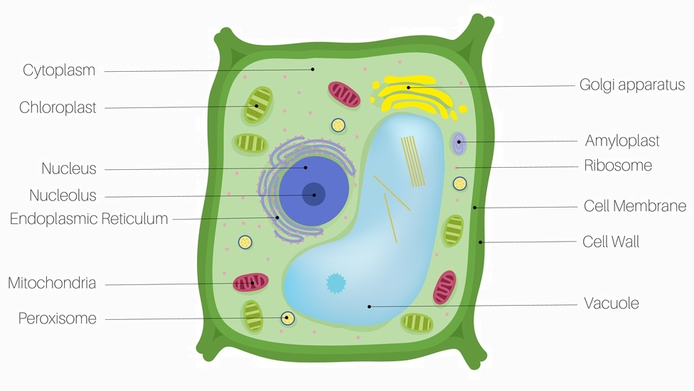 Plant Cell - Definition, Parts and Functions | Biology ...