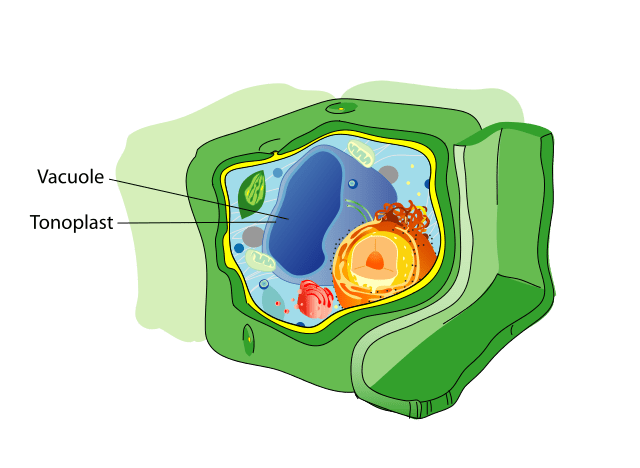 central vacuole diagram