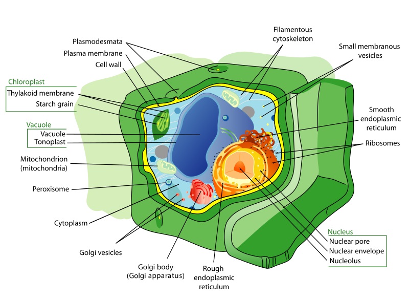 Plant Cell - Definition, Parts and Functions | Biology ...