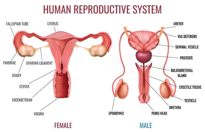 organ system biology