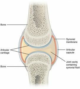 Synovial Joints structure