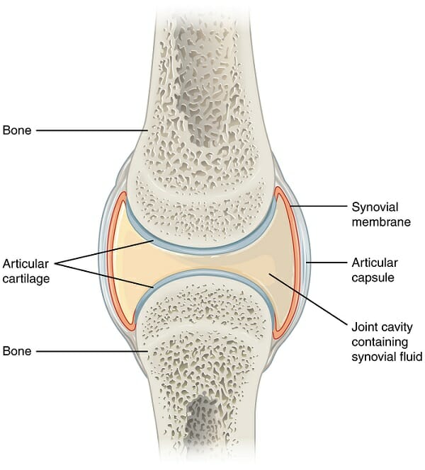 Synovial Joint Diarthrosis Definition Types Structure Examples