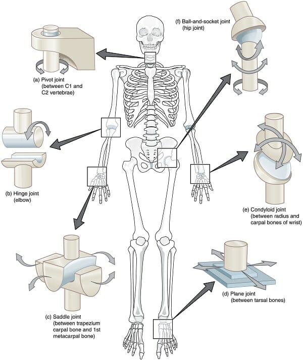 Which Of These Joints Is Not A Freely Movable Joint Diarthrosis