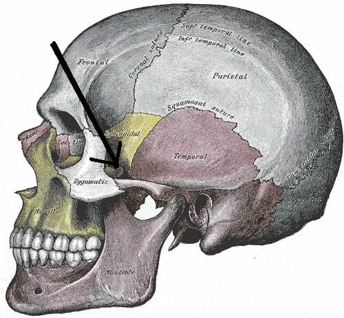 zygomatic arch of temporal bone