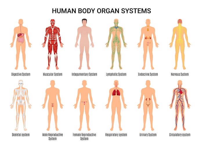 Body Systems The Definitive Guide Biology Dictionary