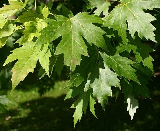 types of deciduous plants maple trees