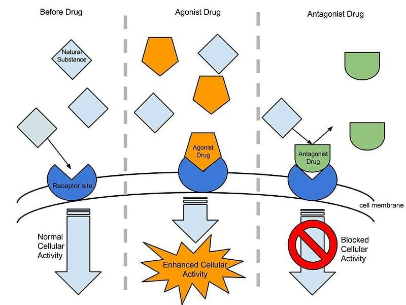 agonist-definition-types-and-quiz-biology-dictionary