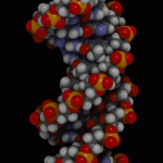 Nucleotide: Definition, Structure (3 Parts), Examples, Function ...