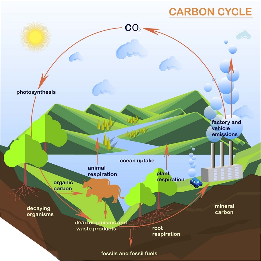 Flow Chart Of Oxygen Cycle