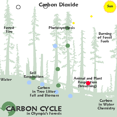 carbon cycle step by step