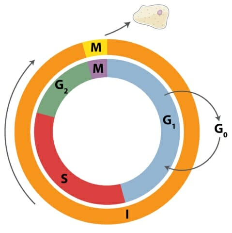 stages of mitosis for kids