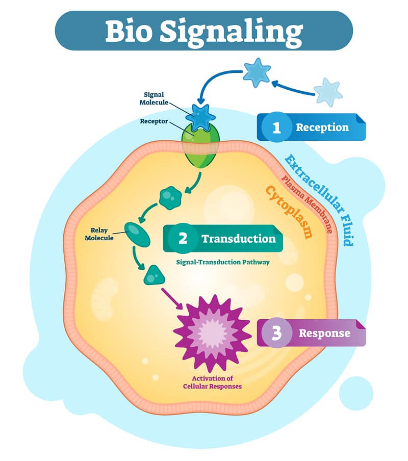 Cell Signaling - The Definitive Guide | Biology Dictionary
