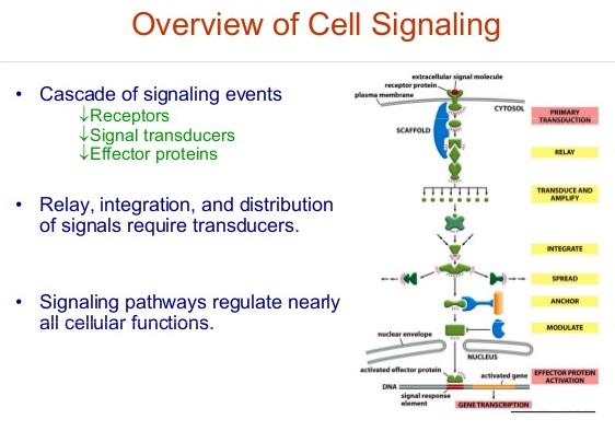 biology signal path ways