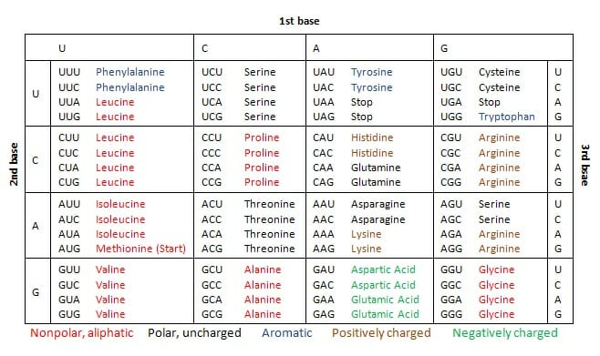 Rna Codon Chart