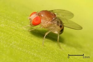 Drosophila