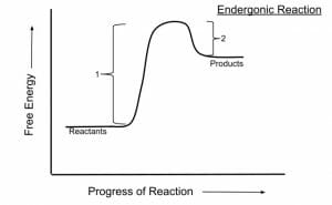 Endergonic reaction