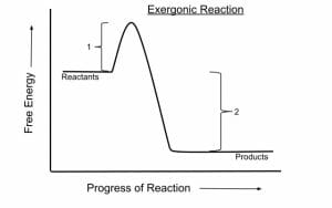 Exergonic reaction