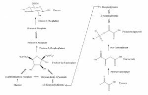 Gluconeogenesis pathway