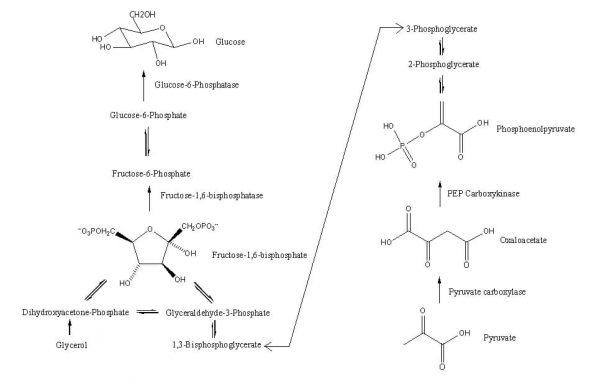 Gluconeogenesis Definition Pathway And Quiz Biology Dictionary