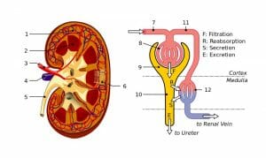 Kidney And Nephron