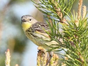 Kirtland's Warbler - female