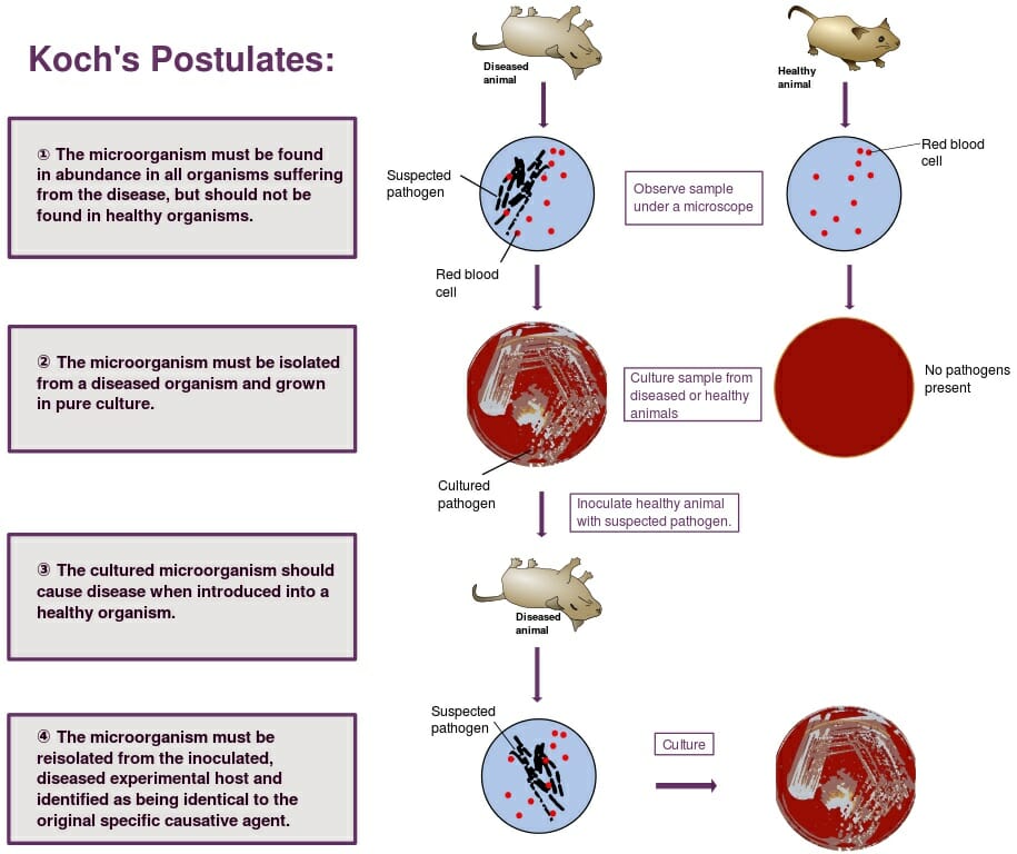 what is germ theory of disease robert koch