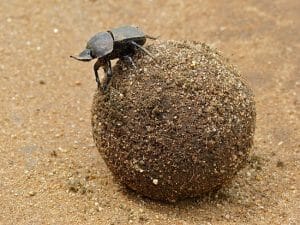 Large Copper Dung Beetle