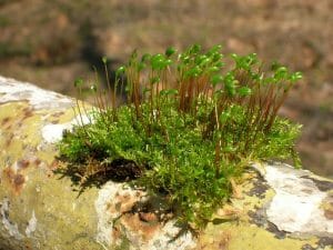 Moss Sporangium
