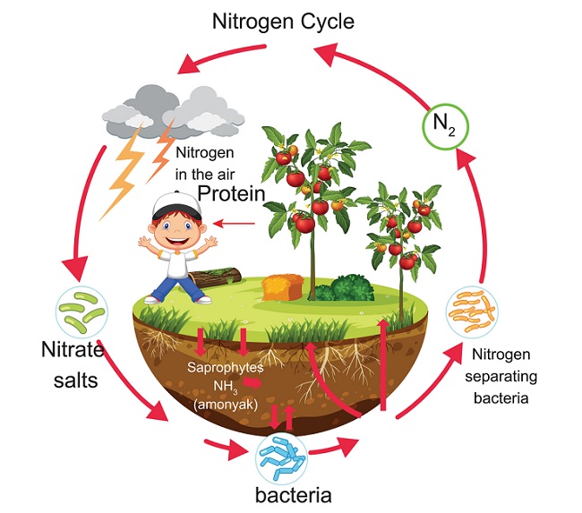 [DIAGRAM] Simplified Diagram Of The Nitrogen Cycle