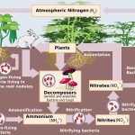 Phosphorus Cycle - Definition, Steps, Human Impact | Biology Dictionary