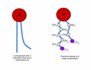 Phospholipid chemical makeup