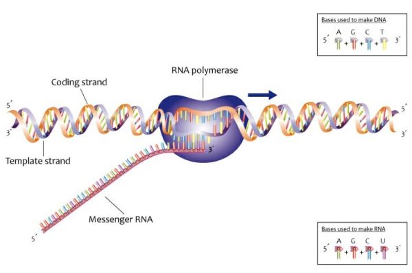 DNA - Definition, Function, Structure and Discovery | Biology Dictionary