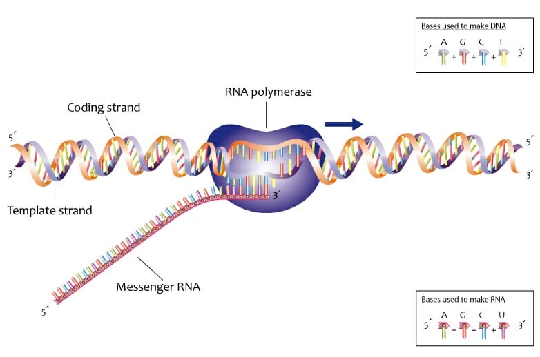 Dna Definition Function Structure And Discovery Biology Dictionary