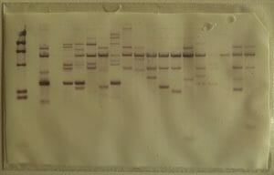 Southern blot membrane