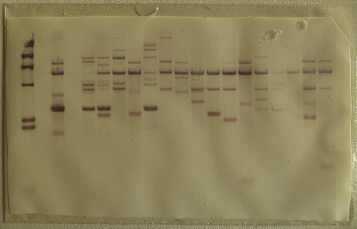 How To Read A Dna Fingerprint Chart