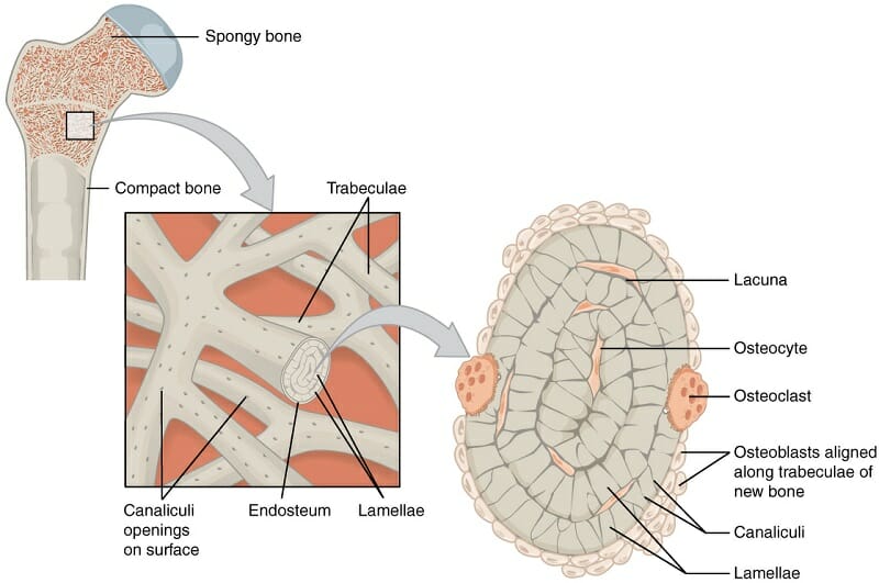 compact spongy bone diagram