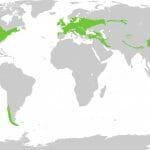 Temperate Deciduous Forest (Biome) - Climate, Location, Animals, Plants