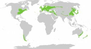 Temperate forests map