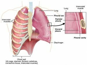 The Lung Pleurea