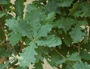 Upright English Oak leaves