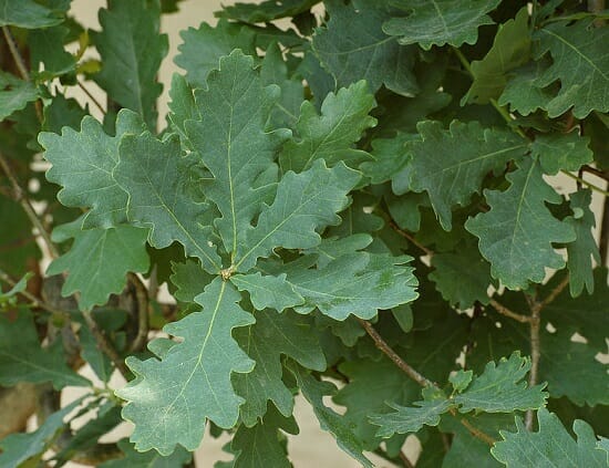 Árboles de hoja caduca: Definición, tipos y ejemplos - El Gen Curioso