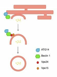 ATG14 in autophagosome formation