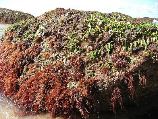 intertidal zone biome