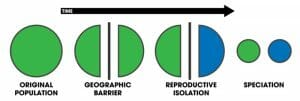 Henry's Home: Difference between Allopatric and Sympatric Speciation