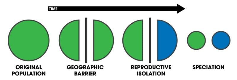 allopatric speciation finches