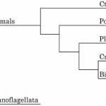 Bipedal Animals | Biology Dictionary