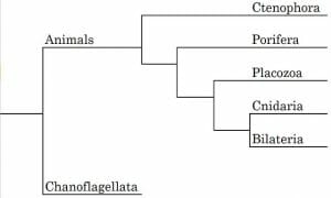 Animal Cladogram