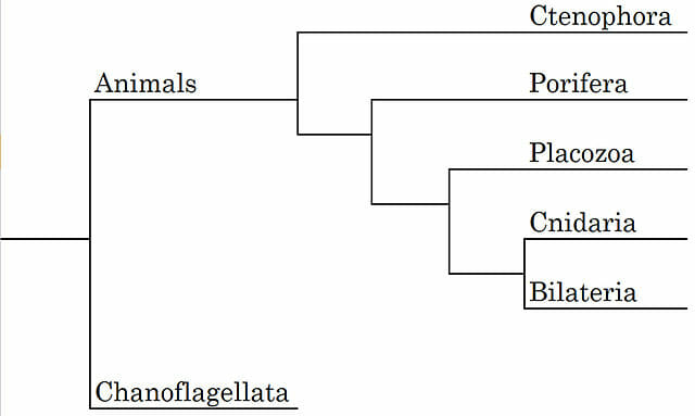 Cladistics  