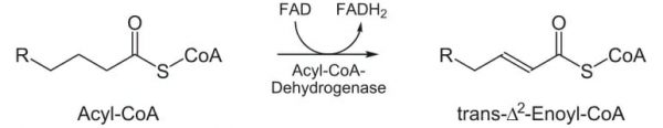 Beta Oxidation - Definition, Steps And Quiz | Biology Dictionary