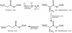 Beta oxidation of odd-numbered fatty acids